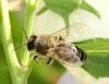 Apis mellifera